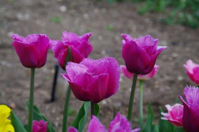 Прикрепленное изображение: LUKA6414.jpg